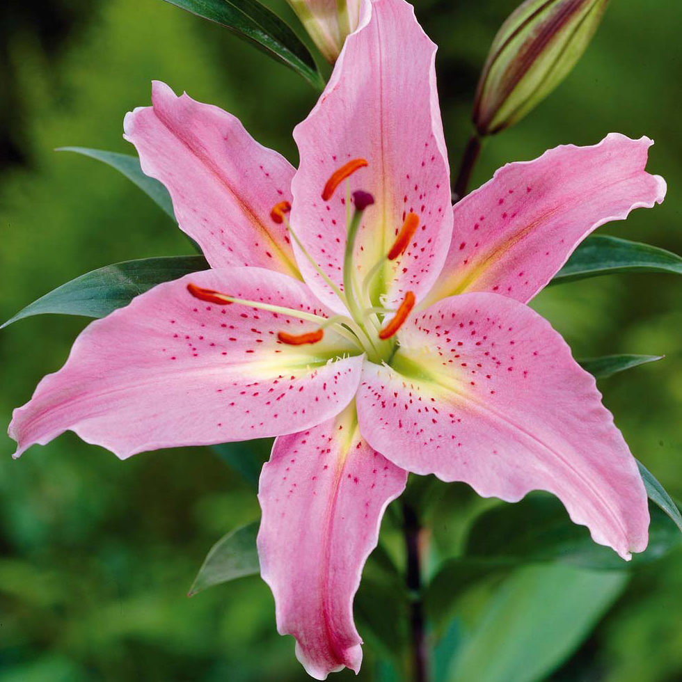 La natura in un fiore